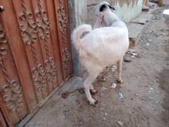 Andoo Bakra for sale