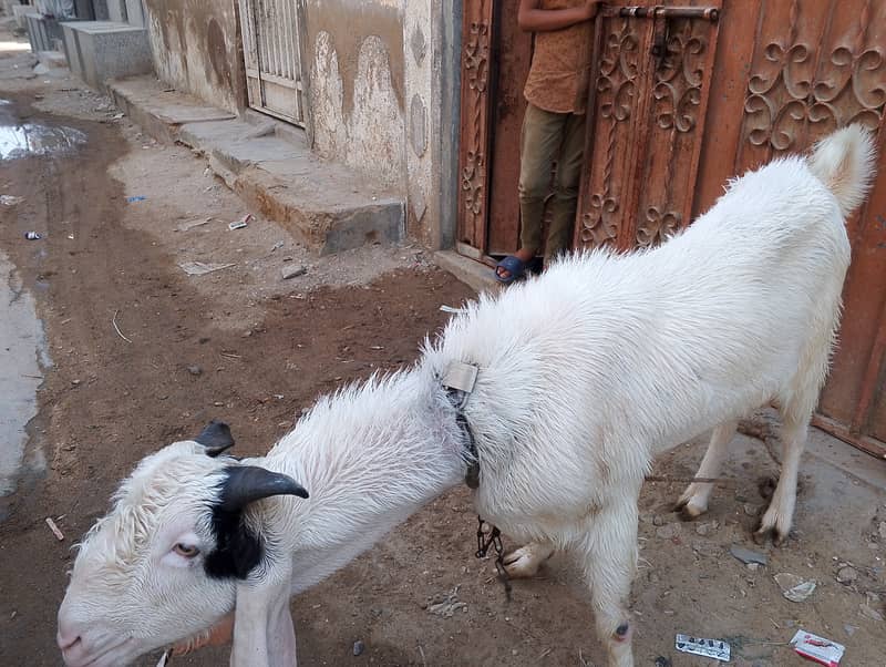 Andoo Bakra for sale 1
