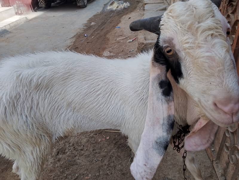 Andoo Bakra for sale 2