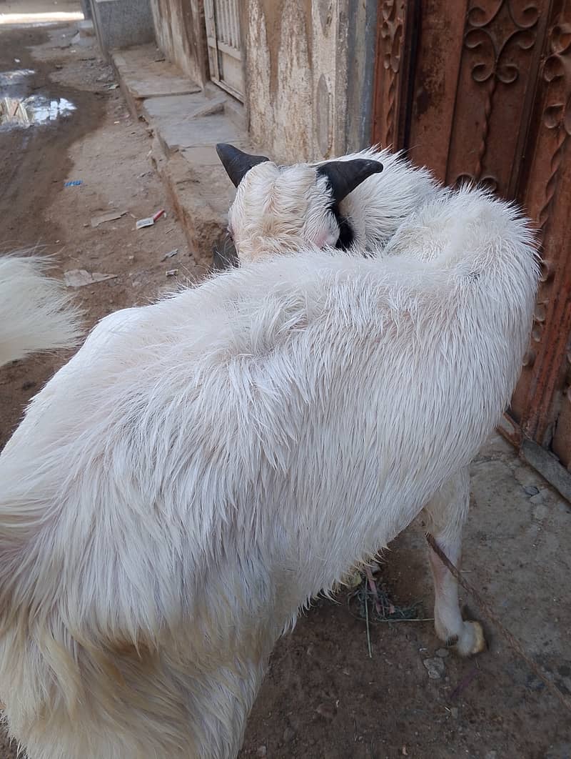 Andoo Bakra for sale 3