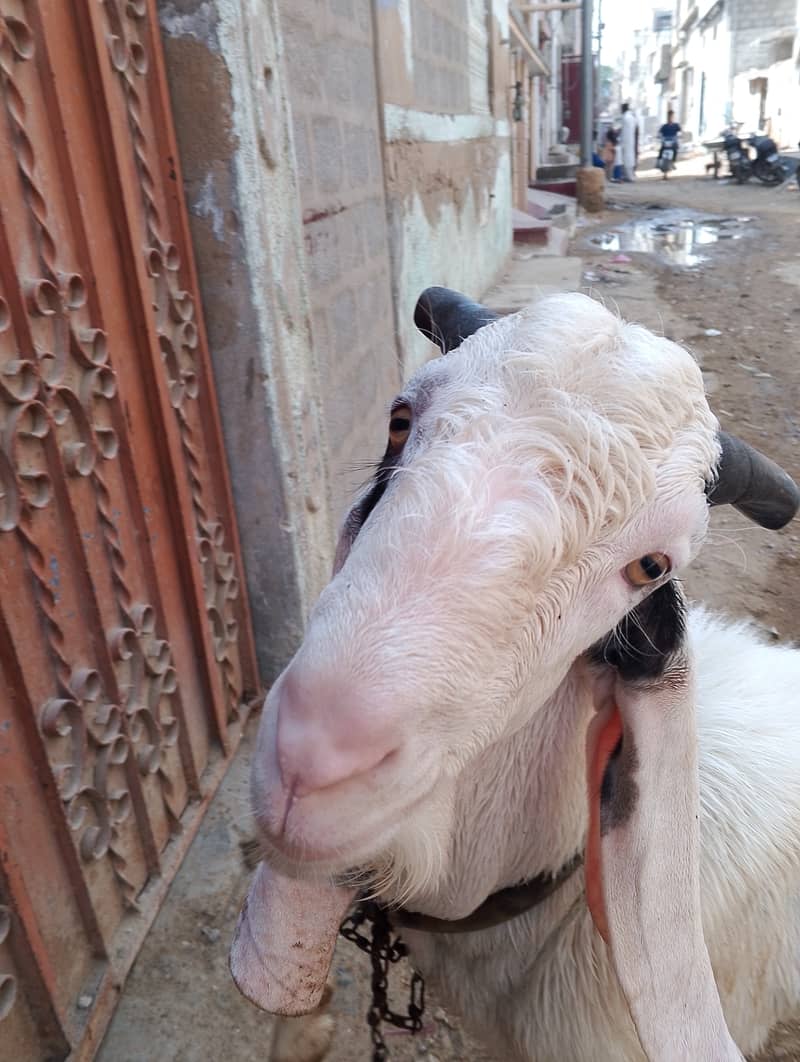 Andoo Bakra for sale 5