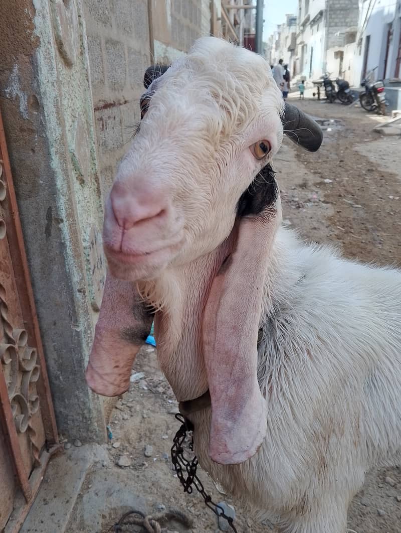 Andoo Bakra for sale 6