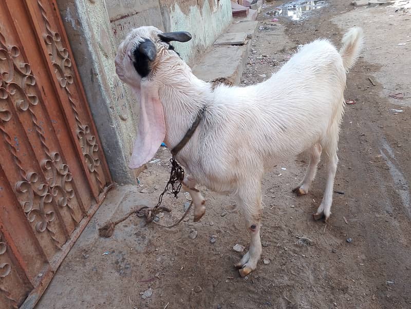 Andoo Bakra for sale 7