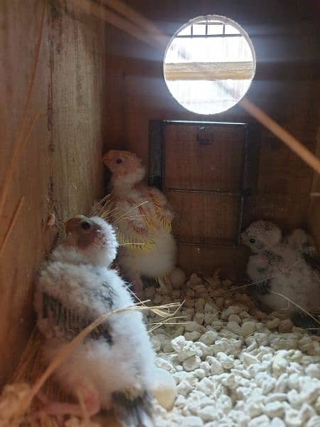 Rumped Chicks 4