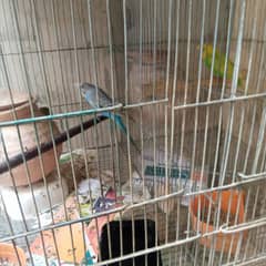 budgies with cage 7000 demand 5 portion cage with budgies and kids