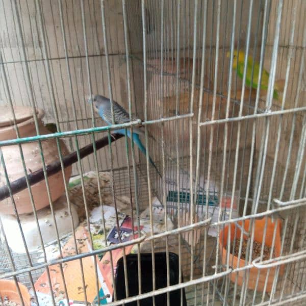 budgies with cage 7000 demand 5 portion cage with budgies and kids 0