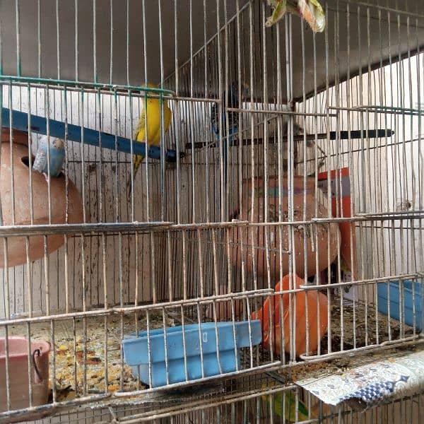 budgies with cage 7000 demand 5 portion cage with budgies and kids 2