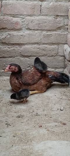 One Aseel Hen and with 20 days old two chicks with One cage for sale.