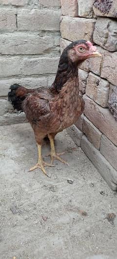 One Aseel Hen and with 50 days old two chicks with One cage for sale.