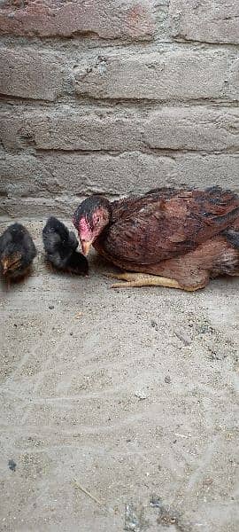 One Aseel Hen and with 20 days old two chicks with One cage for sale. 8