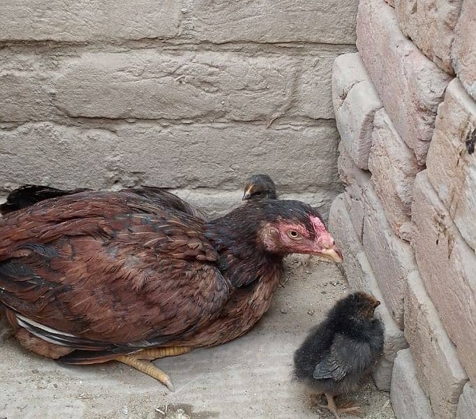 One Aseel Hen and with 20 days old two chicks with One cage for sale. 12