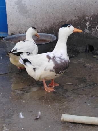 5 long neck duck, 10small Duck 1