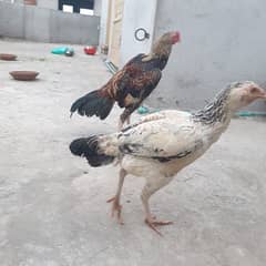aseel pair for sale