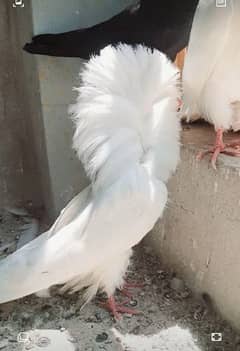 Jacobin pigeon, nakabposh kabootar
