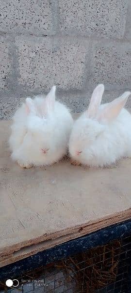 2 Pair Angora Rabbit Bunny age 4 month 2