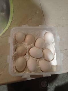japanese pure shamo eggs for sale. fertile guranty.