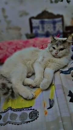 cat age 13 month. contact this number 03318386875