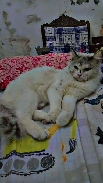 cat age 13 month. contact this number 03318386875 1
