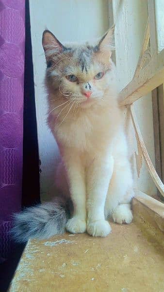 cat age 13 month. contact this number 03318386875 3