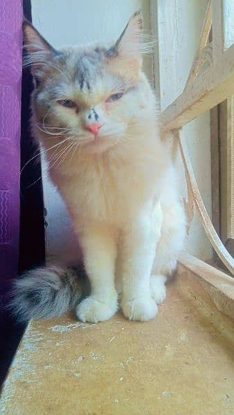 cat age 13 month. contact this number 03318386875 4