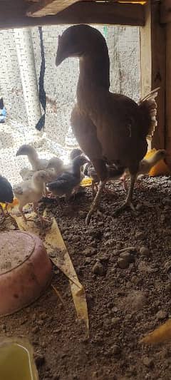 aseel chicks 2 months