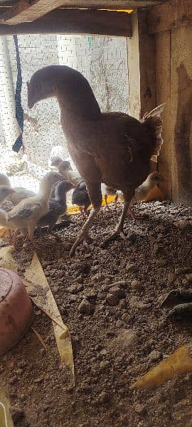 aseel chicks 2 months 1