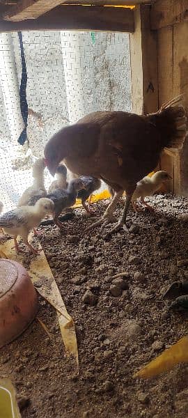 aseel chicks 2 months 2