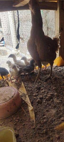 aseel chicks 2 months 3