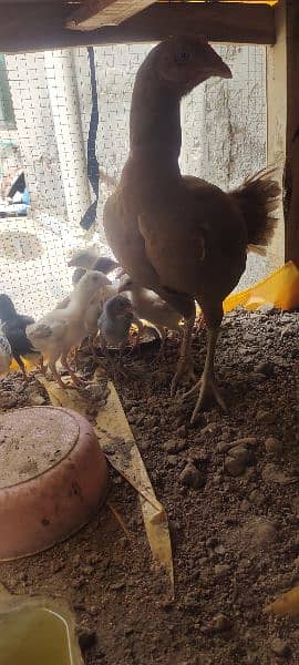 aseel chicks 2 months 4