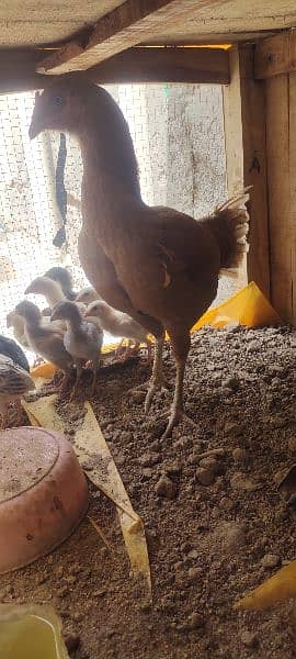 aseel chicks 2 months 5