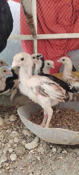 aseel chicks 2 months 6