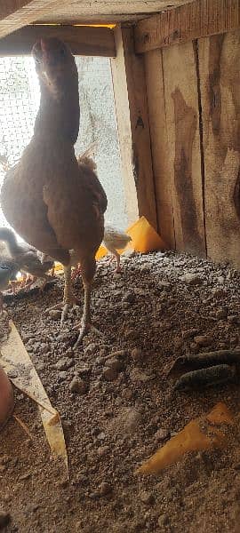 aseel chicks 2 months 7