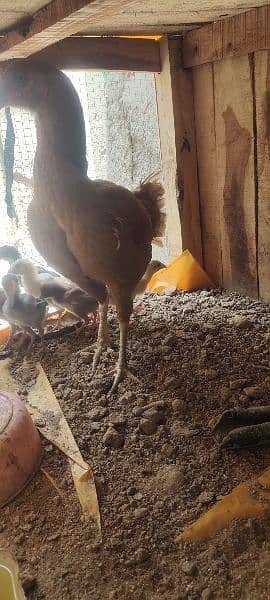 aseel chicks 2 months 8