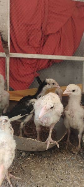 aseel chicks 2 months 9