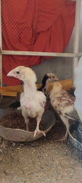 aseel chicks 2 months 10