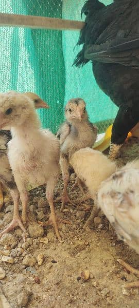 aseel chicks 2 months 11