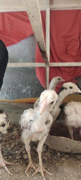 aseel chicks 2 months 12