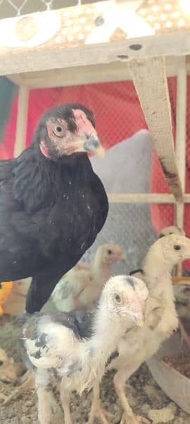 aseel chicks 2 months 14