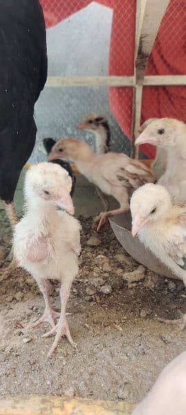 aseel chicks 2 months 15