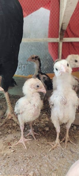 aseel chicks 2 months 16