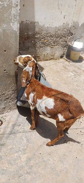 goat for sale 2