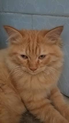 Beautiful Golden Eye Triple Coat Persian Male with 3 kittens