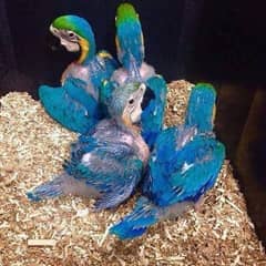blue Macau parrot cheeks 03196910265