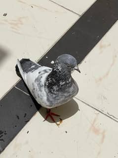 pigeon for sale!! 0