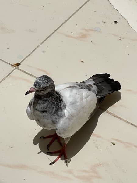 pigeon for sale!! 3