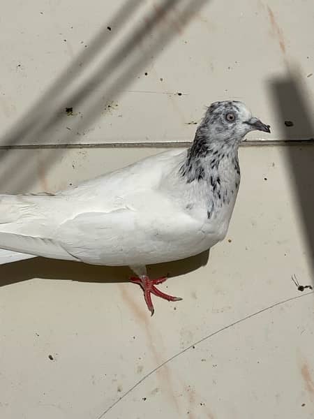 pigeon for sale!! 4
