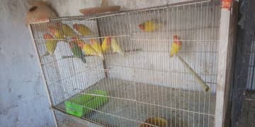 lotino love birds 1st breed pair