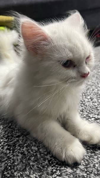4 months old kitten for sale 1