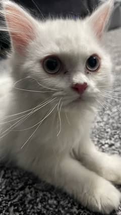 4 months old kitten for sale