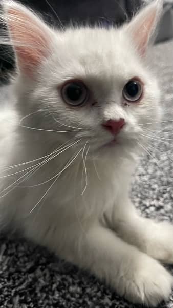 4 months old kitten for sale 0